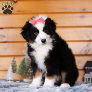 Noelle, Miniature Australian Shepherd Puppy