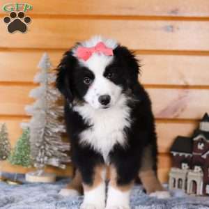 Noelle, Miniature Australian Shepherd Puppy