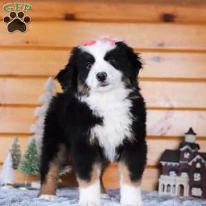 Noelle, Miniature Australian Shepherd Puppy