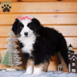 Noelle, Miniature Australian Shepherd Puppy