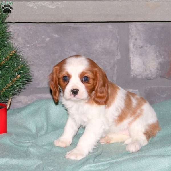 Noelle, Cavalier King Charles Spaniel Puppy