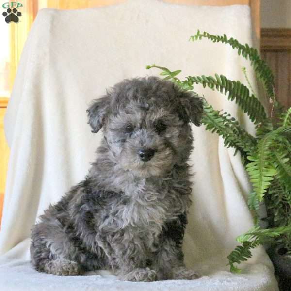 Noelle, Miniature Poodle Puppy