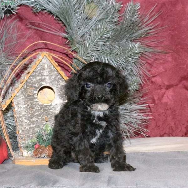 Noelle, Toy Poodle Puppy