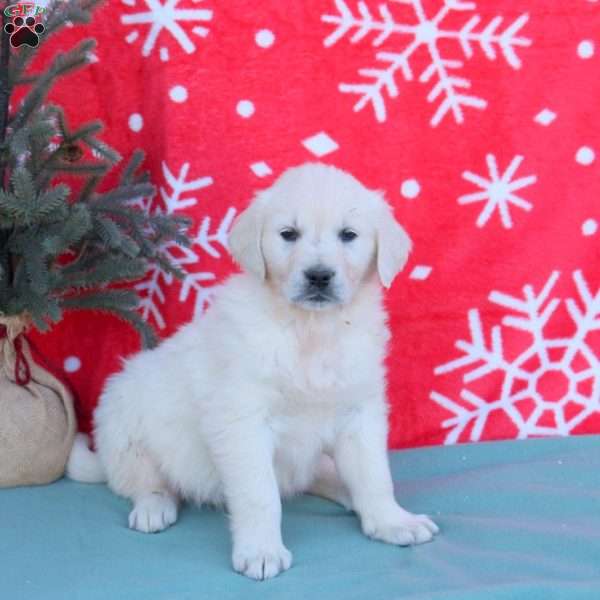 Noelle, English Cream Golden Retriever Puppy