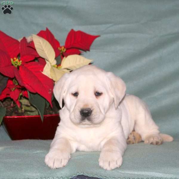 Noelle, Yellow Labrador Retriever Puppy