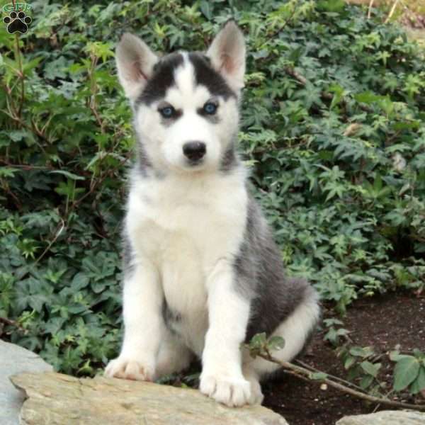 Noelle, Siberian Husky Puppy