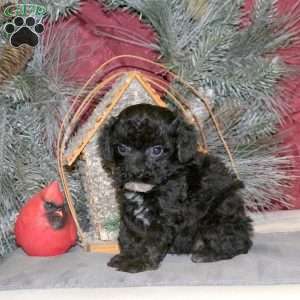 Noelle, Toy Poodle Puppy