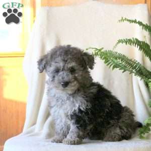 Noelle, Miniature Poodle Puppy