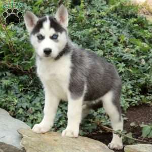 Noelle, Siberian Husky Puppy