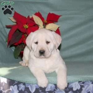 Noelle, Yellow Labrador Retriever Puppy