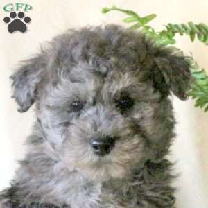 Noelle, Miniature Poodle Puppy