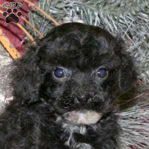 Noelle, Toy Poodle Puppy