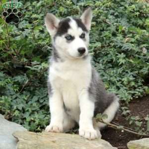 Noelle, Siberian Husky Puppy