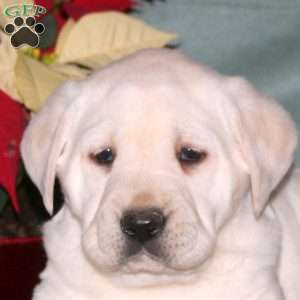 Noelle, Yellow Labrador Retriever Puppy