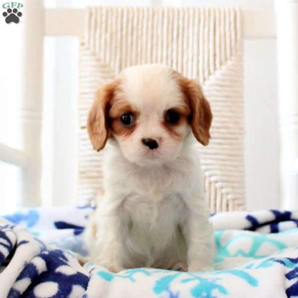 Noelle, Cavalier King Charles Spaniel Puppy