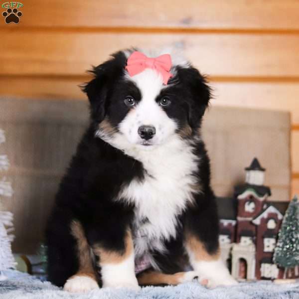 Noelle, Miniature Australian Shepherd Puppy