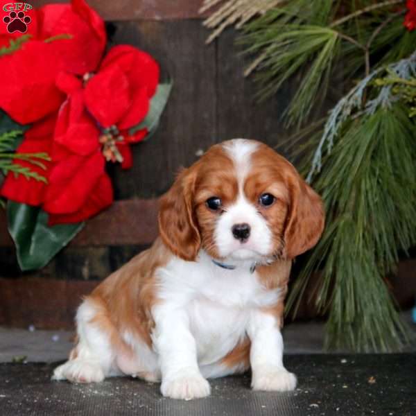 Nolan, Cavalier King Charles Spaniel Puppy