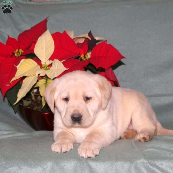 Nora, Yellow Labrador Retriever Puppy