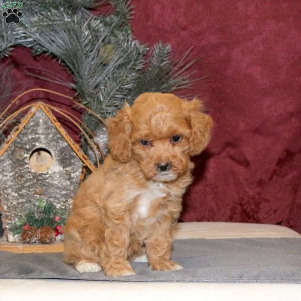 Nora, Toy Poodle Puppy