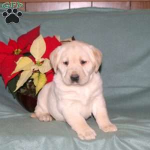 Nora, Yellow Labrador Retriever Puppy