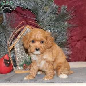 Nora, Toy Poodle Puppy