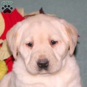 Nora, Yellow Labrador Retriever Puppy