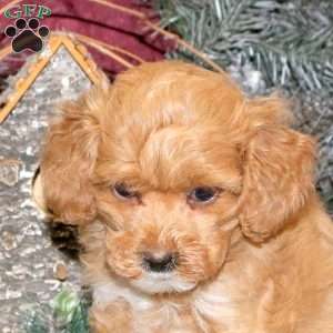 Nora, Toy Poodle Puppy