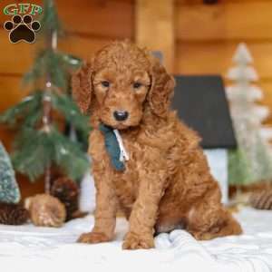 North, Goldendoodle Puppy