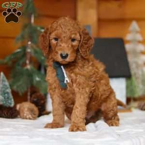 North, Goldendoodle Puppy