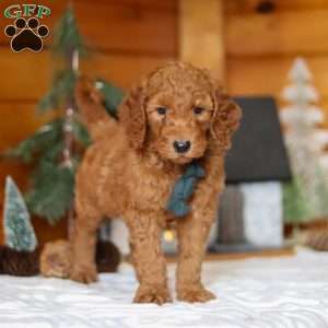 North, Goldendoodle Puppy