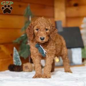 North, Goldendoodle Puppy