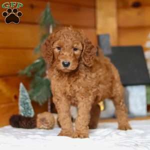 North, Goldendoodle Puppy