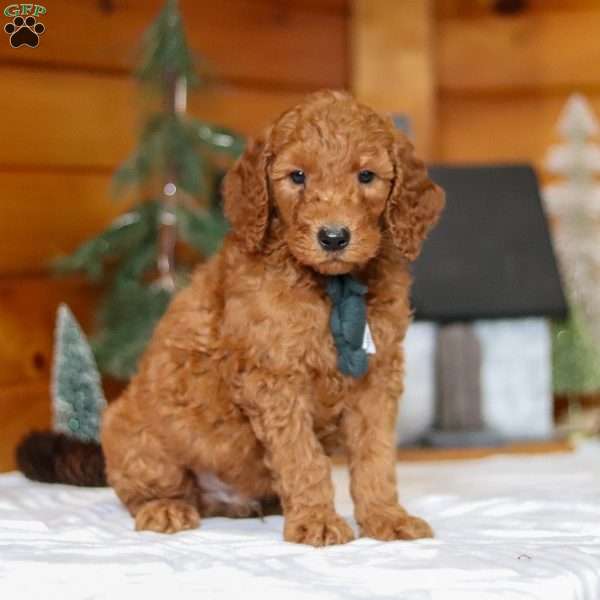 North, Goldendoodle Puppy