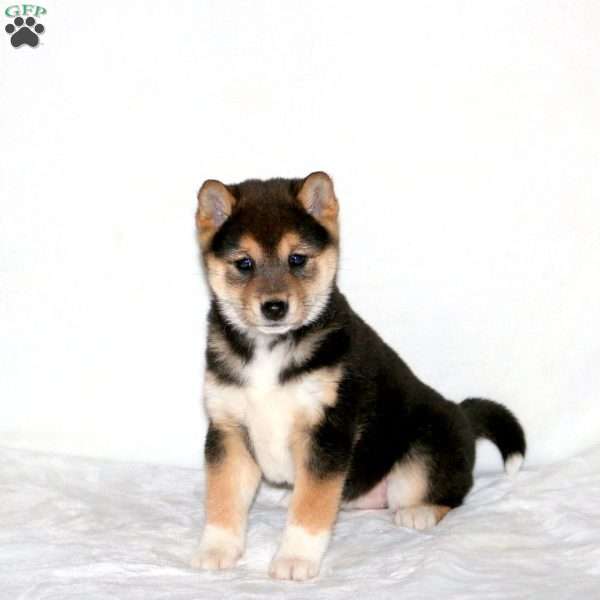 Nova, Shiba Inu Puppy