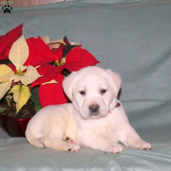 Nova, Yellow Labrador Retriever Puppy