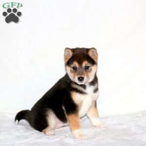 Nova, Shiba Inu Puppy