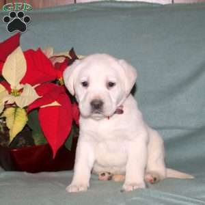 Nova, Yellow Labrador Retriever Puppy