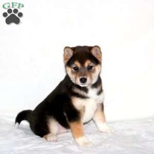 Nova, Shiba Inu Puppy