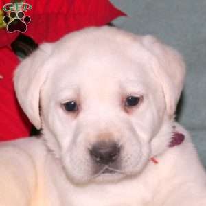 Nova, Yellow Labrador Retriever Puppy