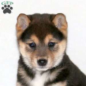 Nova, Shiba Inu Puppy