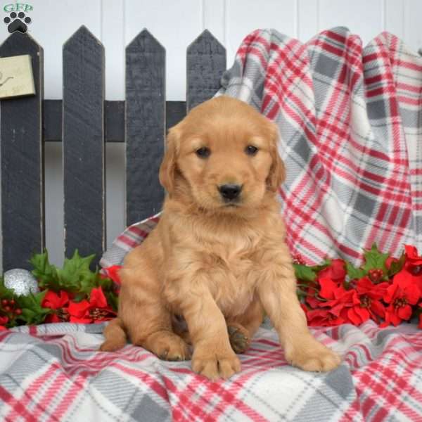 Nugget, Golden Retriever Puppy