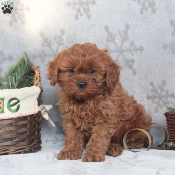 Obadiah, Cavapoo Puppy