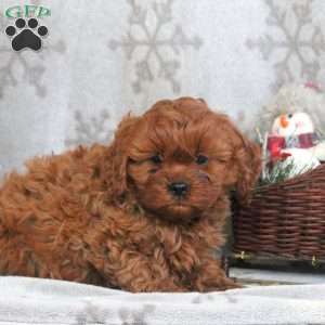 Obadiah, Cavapoo Puppy