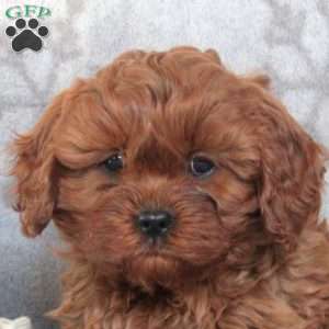 Obadiah, Cavapoo Puppy