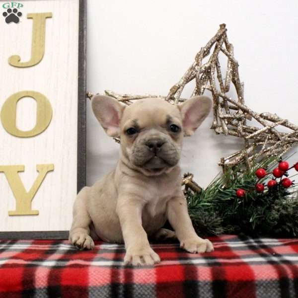 Odessa, French Bulldog Puppy