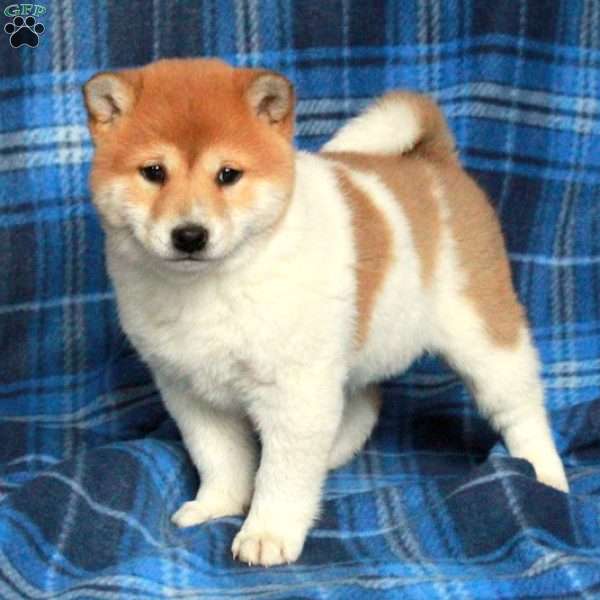 Odette, Shiba Inu Puppy