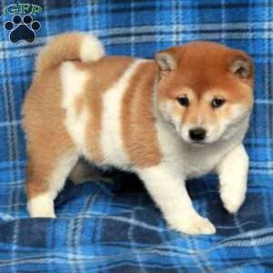 Odette, Shiba Inu Puppy