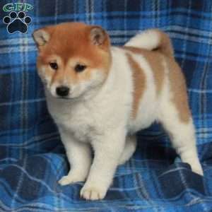 Odette, Shiba Inu Puppy