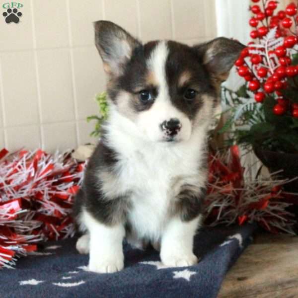 Odin, Pembroke Welsh Corgi Puppy