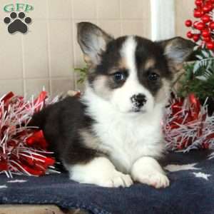 Odin, Pembroke Welsh Corgi Puppy